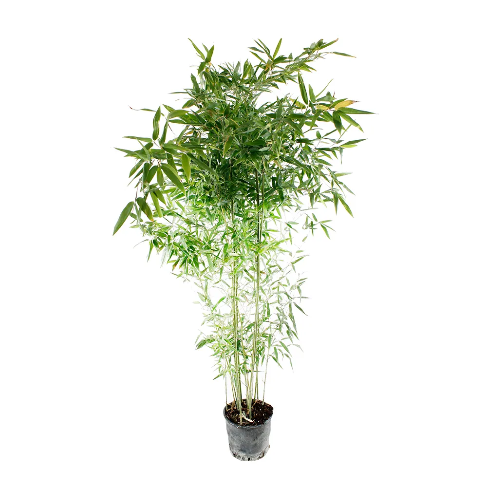 Bambou moyen phyllostachys tip top: pot de 7 litres