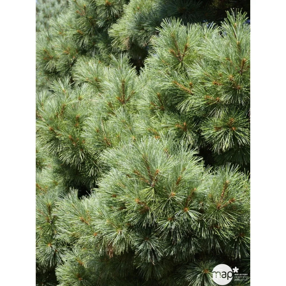 Pinus strobus Nana H : 30/40 cm, ctr 4L