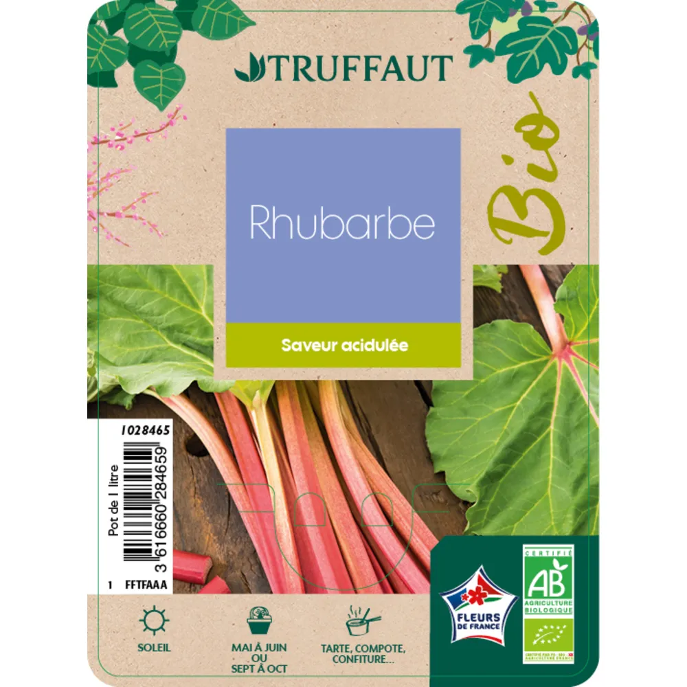 Plant de rhubarbe bio : pot 1 Litre