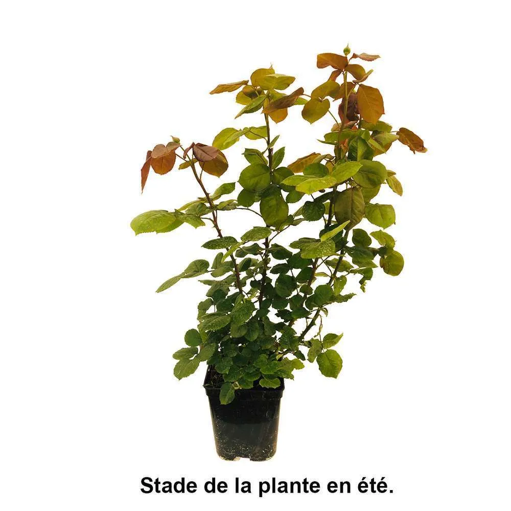 Rosier buisson 'Isabelle Autissier®' (Adasilthé) : pot de 5 litres