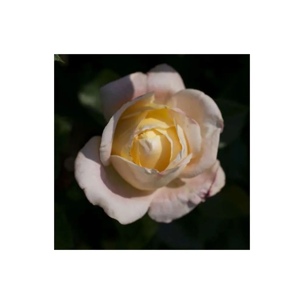 Rosier buisson 'Isabelle Autissier®' (Adasilthé) : pot de 5 litres